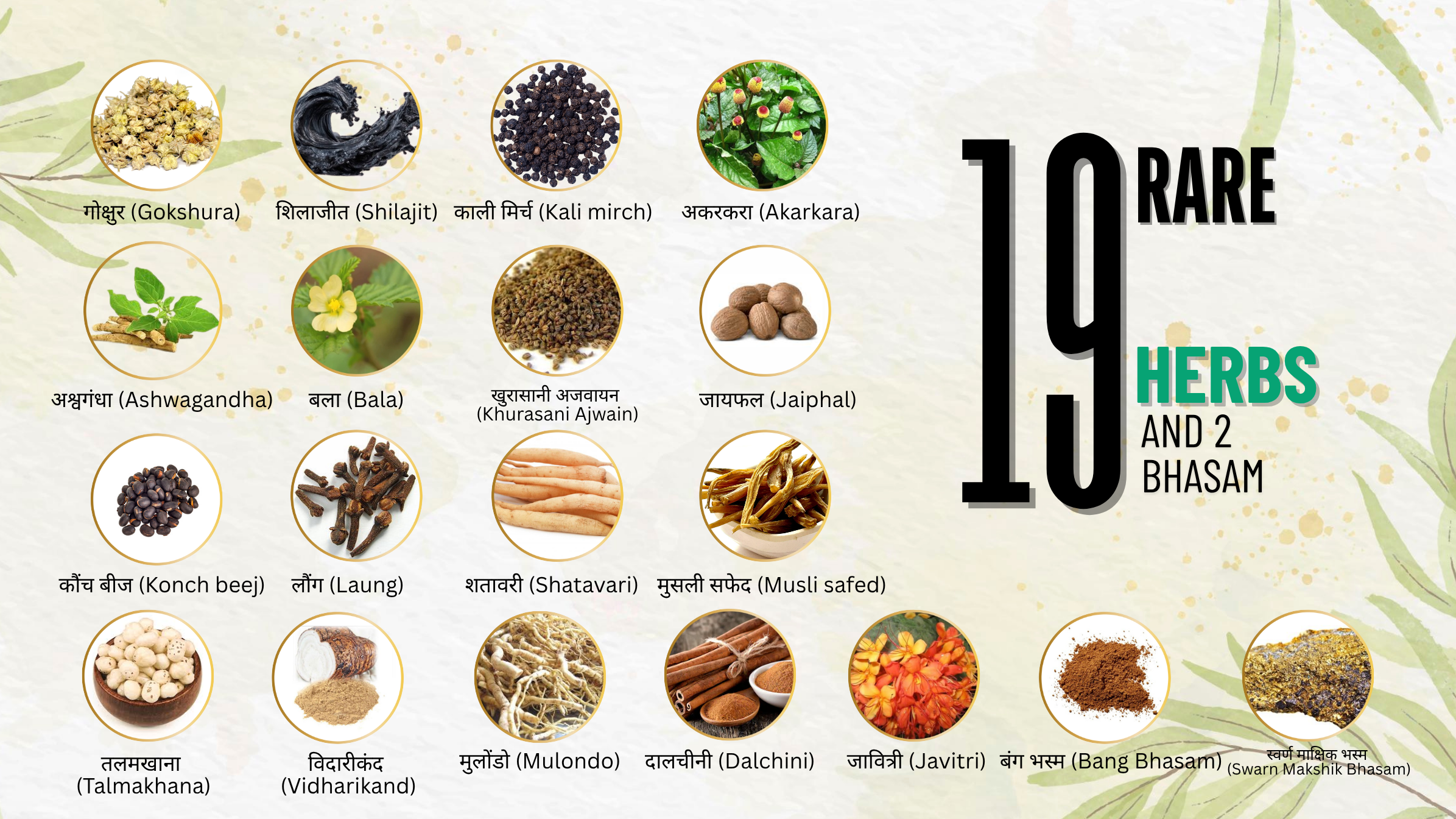 गोक्षुर (Gokshura) Gokshura - Image 1